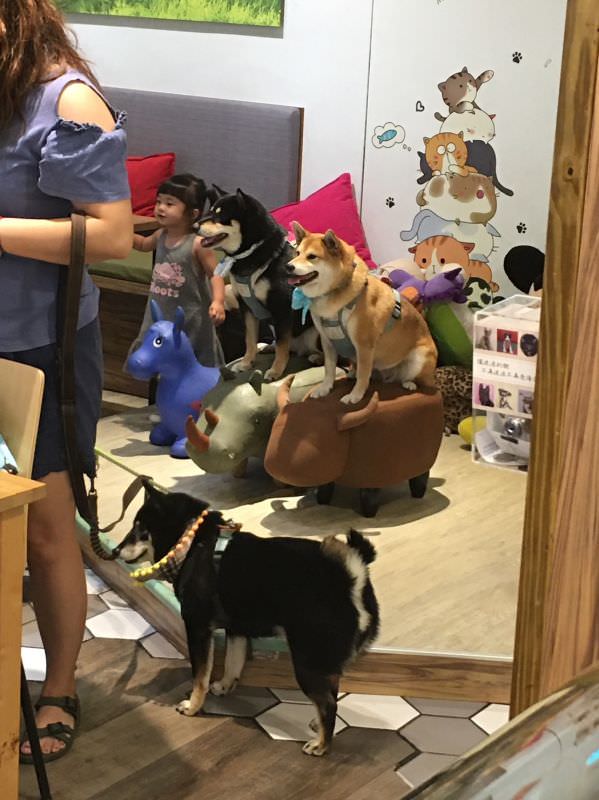 森林小徑大墩店對寵物超友善