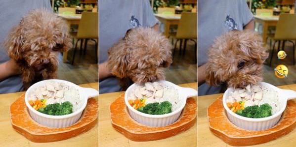 森林小徑大墩店對寵物超友善